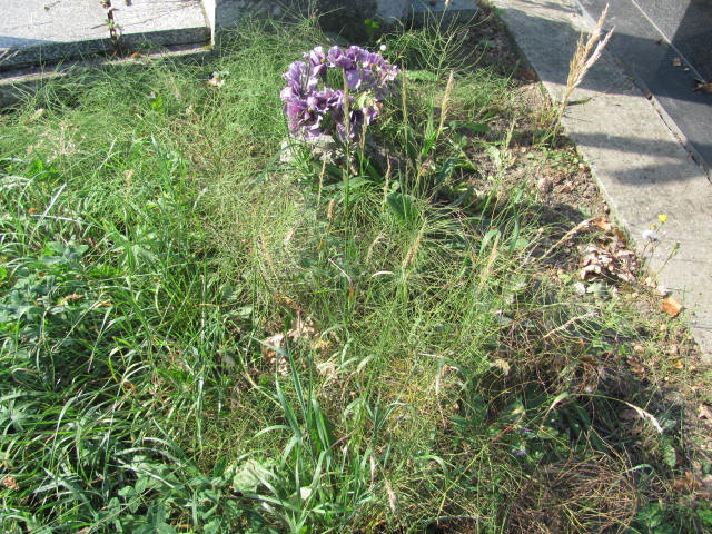 Antoni Zieliński 1865 Zaleszany - Grobonet - Wyszukiwarka osób pochowanych